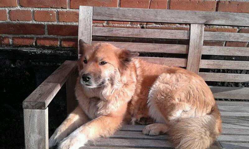 Islandsk fårehund Vaka <3  billede 8