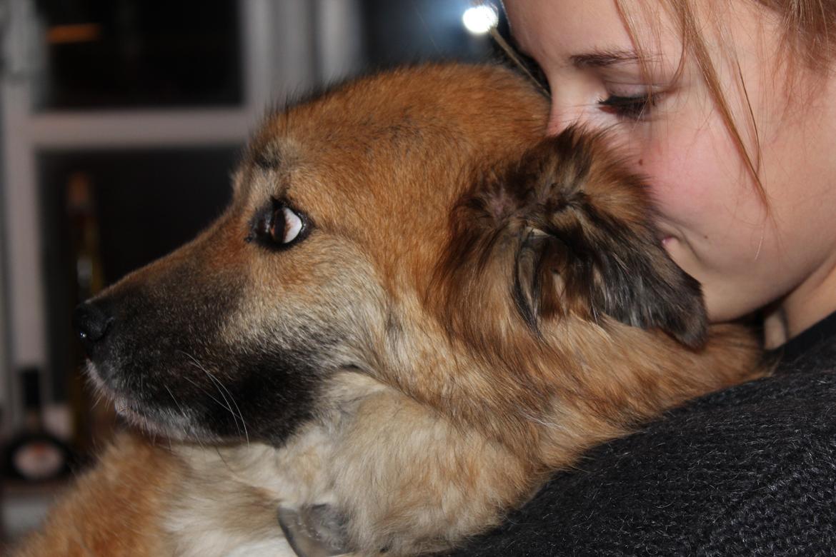 Islandsk fårehund Vaka <3  - Et helt særligt bånd mellem hund og ejer. <3 billede 1