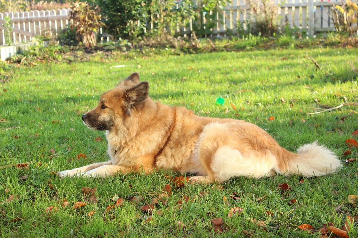 Islandsk fårehund Vaka <3  billede 9