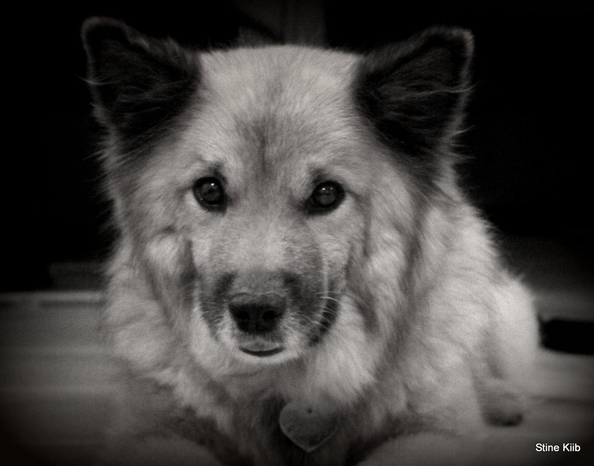 Islandsk fårehund Vaka <3  billede 10