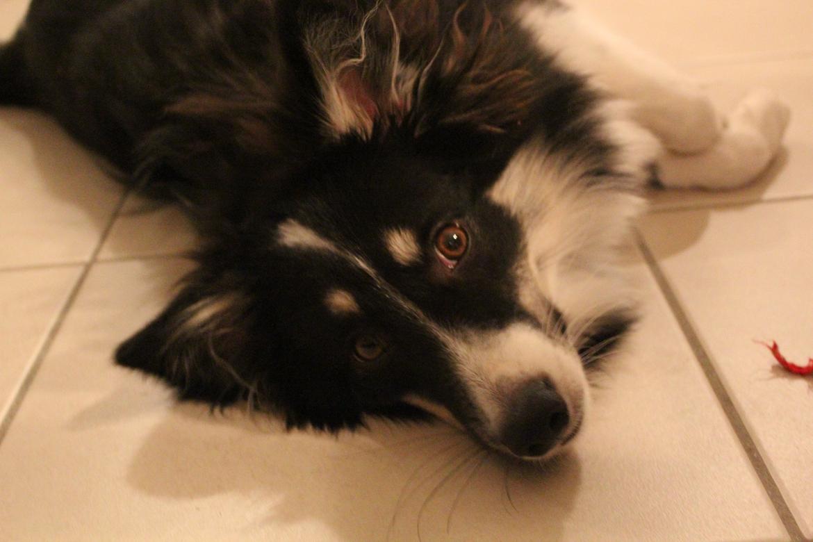 Islandsk fårehund Fibla  billede 15