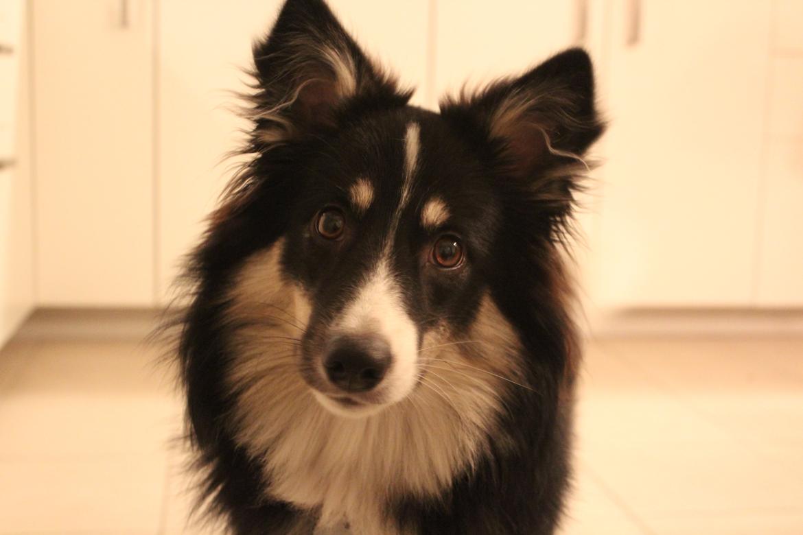 Islandsk fårehund Fibla  billede 18