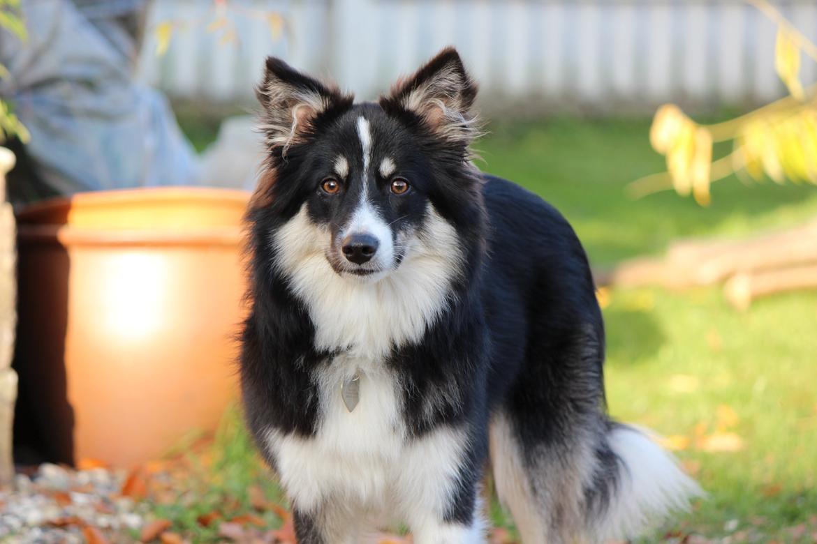 Islandsk fårehund Fibla  billede 17