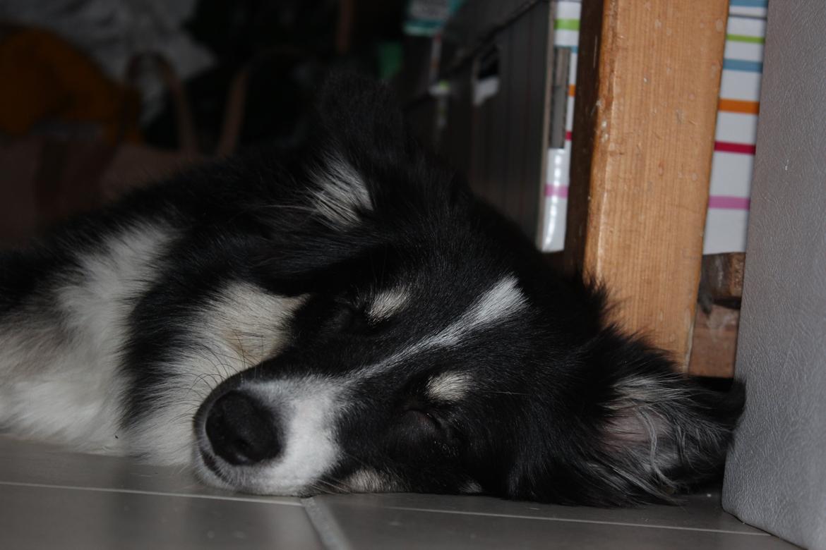 Islandsk fårehund Fibla  - Det er sååå hårdt at være hund ;)  billede 16