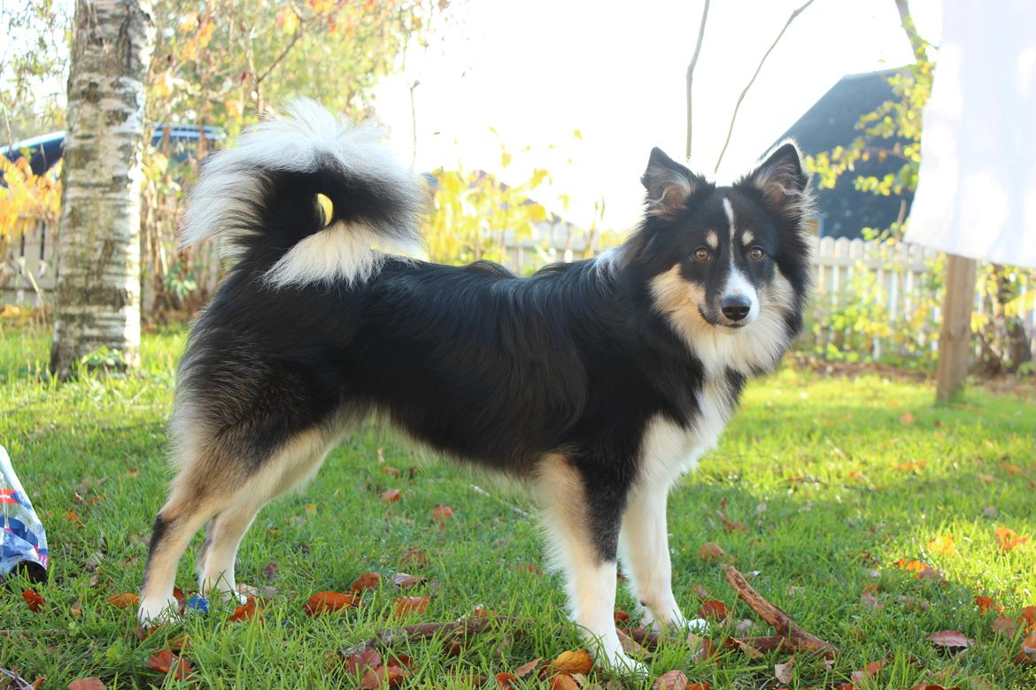 Islandsk fårehund Fibla  billede 19