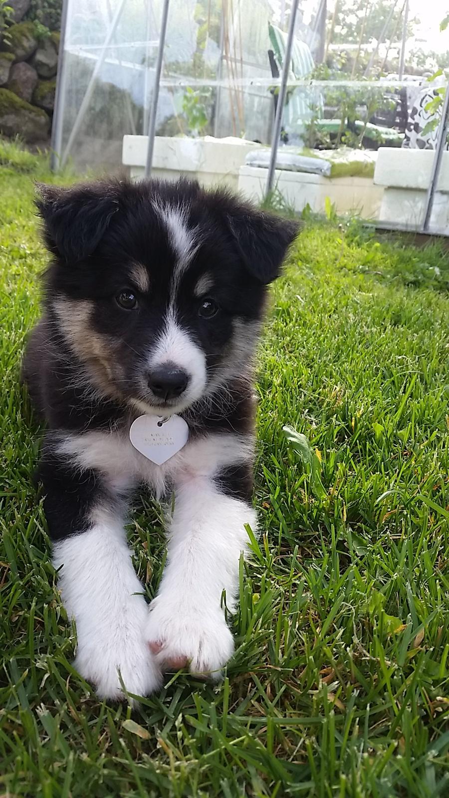 Islandsk fårehund Fibla  - "Jeg siger lige goddag" :) <3 billede 1