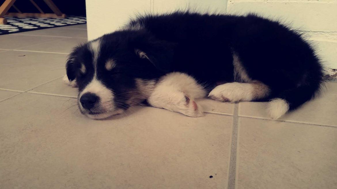 Islandsk fårehund Fibla  - Træt efter en hård gåtur :P <3  billede 4