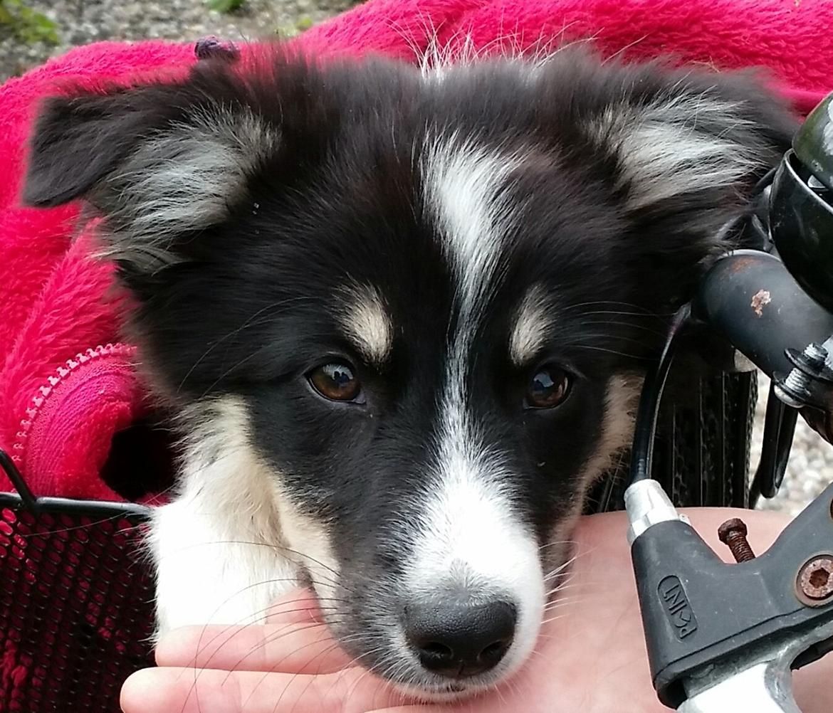 Islandsk fårehund Fibla  - En tur i cykelkurven :)  billede 13