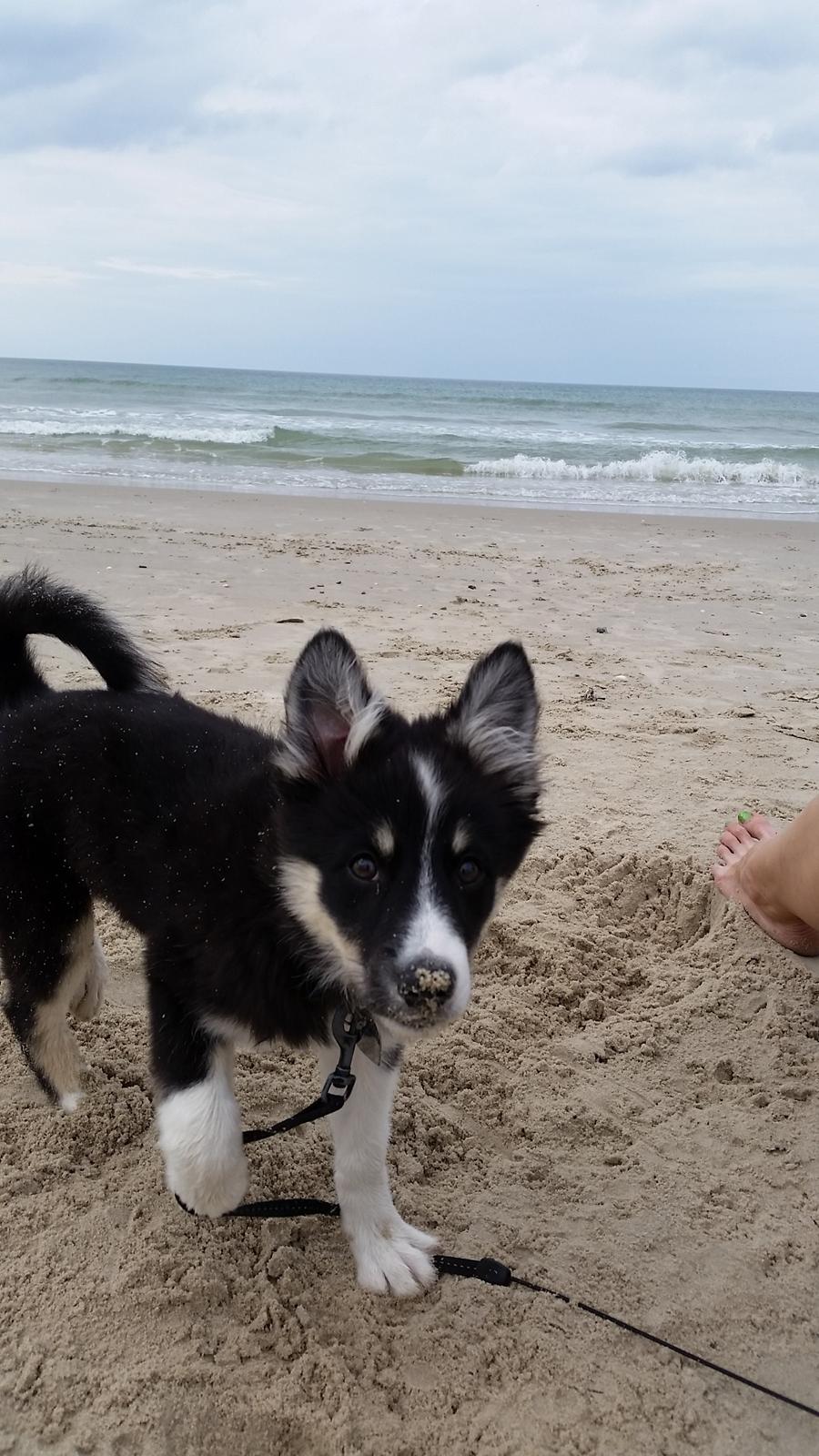 Islandsk fårehund Fibla  - Det blæser jo ude ved det store hav. <3  billede 10