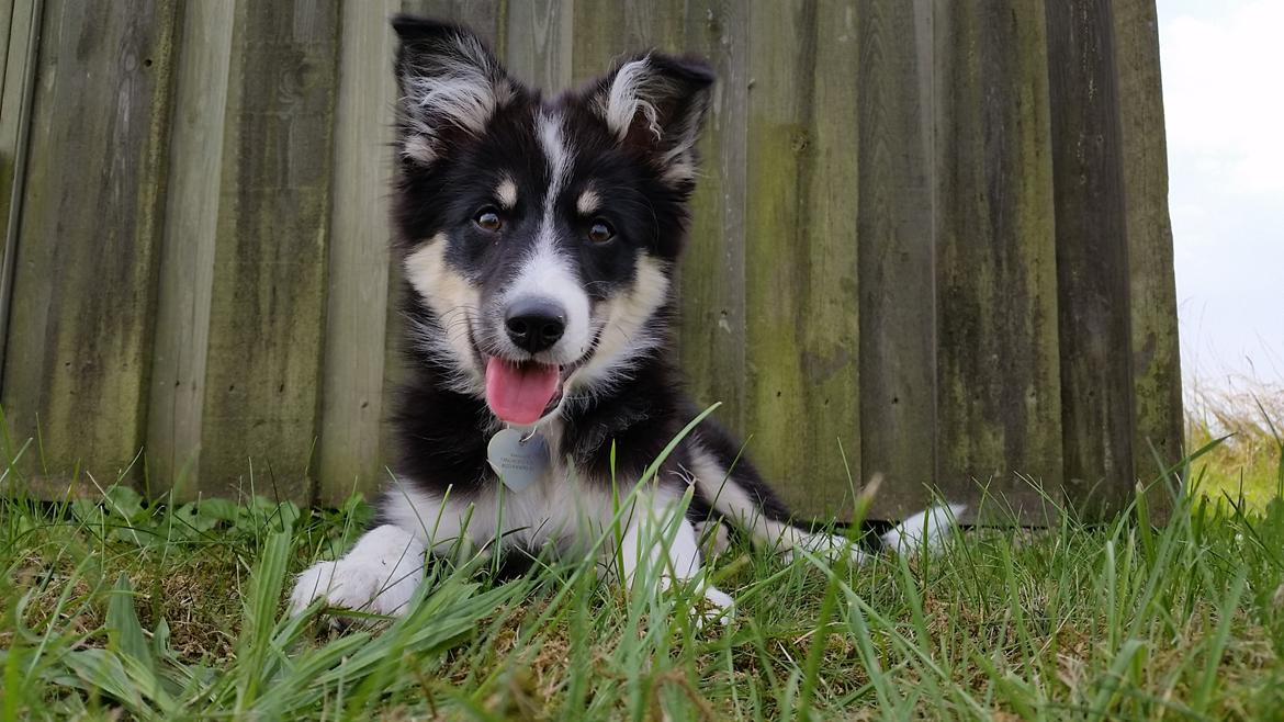 Islandsk fårehund Fibla  billede 7
