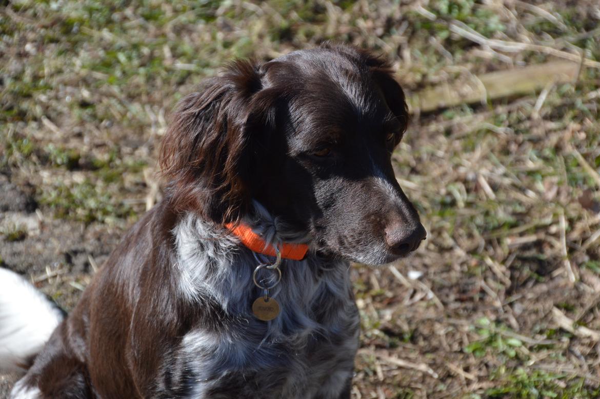 Kleiner münsterländer Sakko billede 19