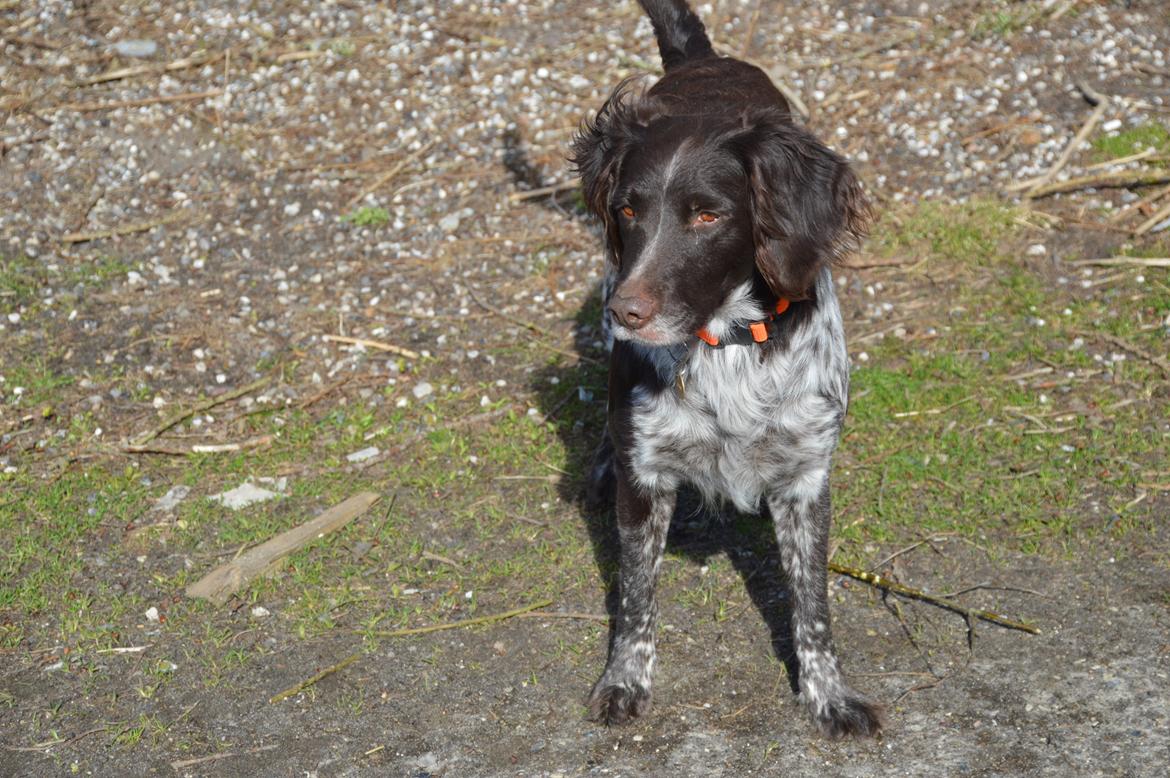 Kleiner münsterländer Sakko billede 21