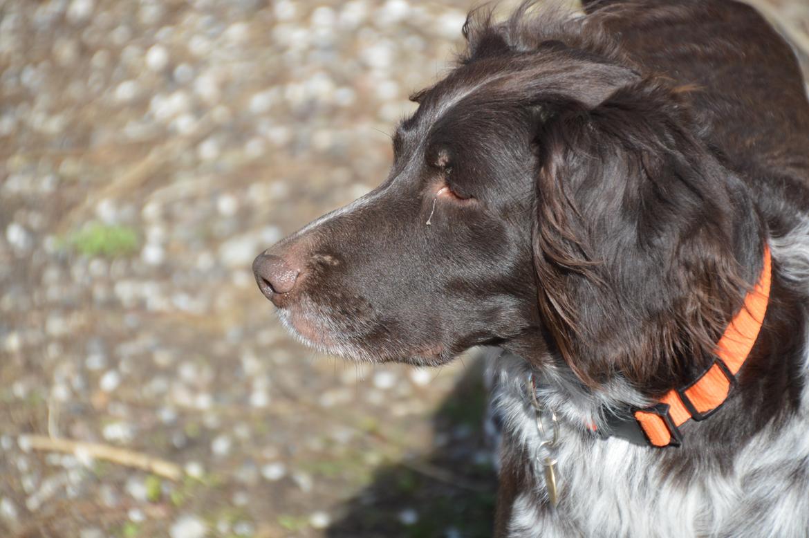 Kleiner münsterländer Sakko billede 22