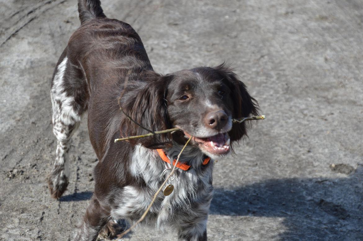 Kleiner münsterländer Sakko billede 20