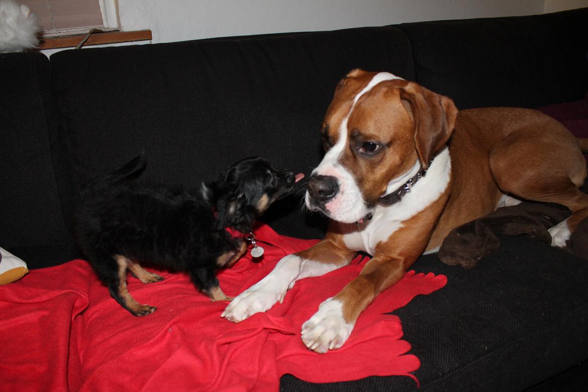 Chihuahua Paya billede 16