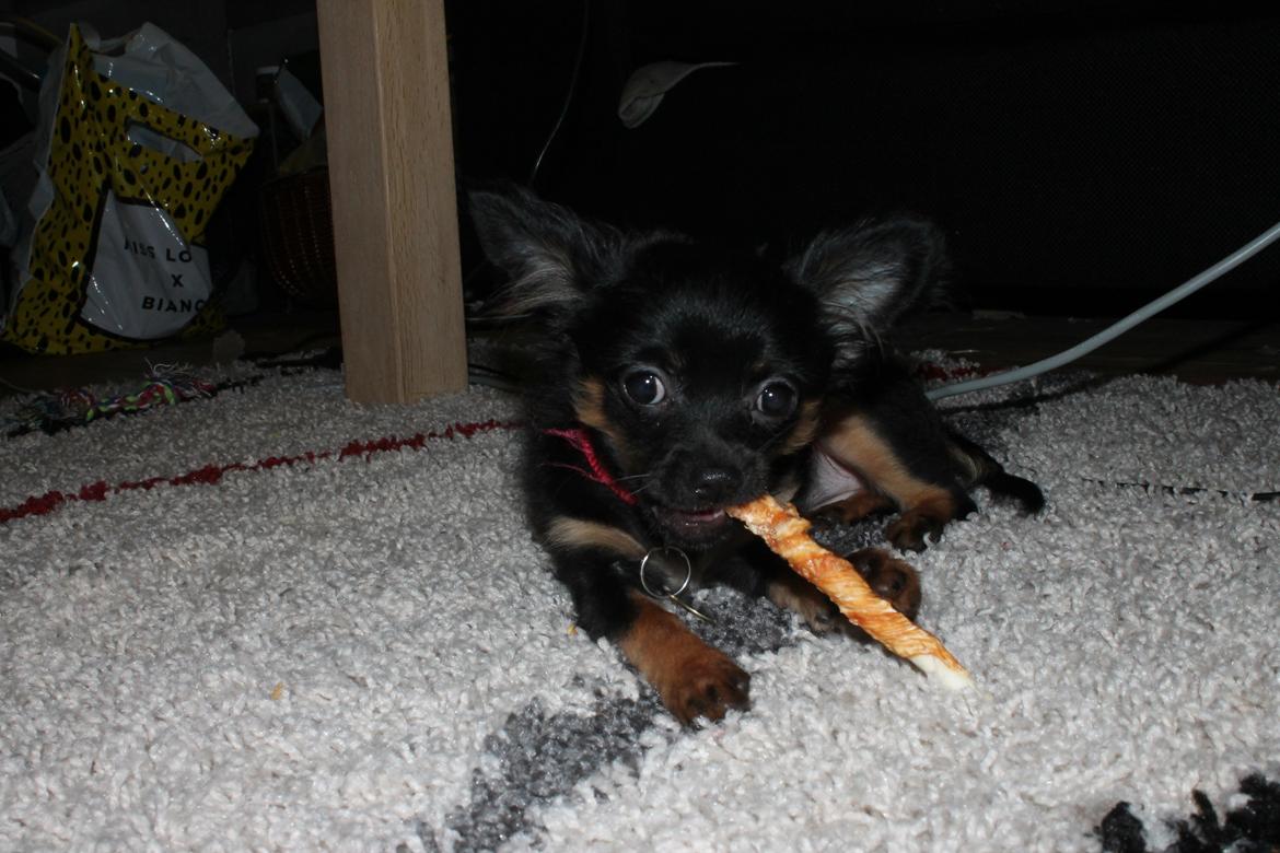 Chihuahua Paya billede 18