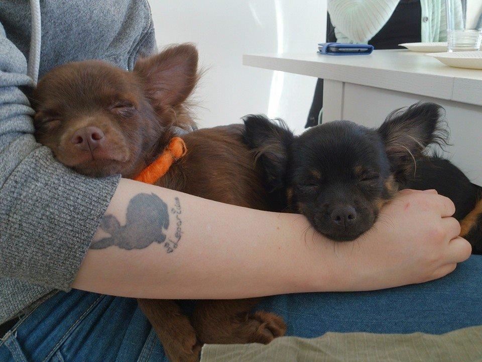 Chihuahua Paya - 02-04-2015 billede 22