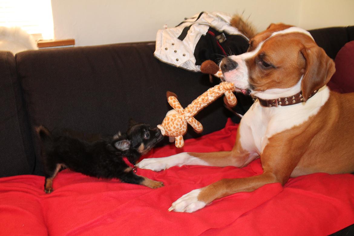 Chihuahua Paya billede 17