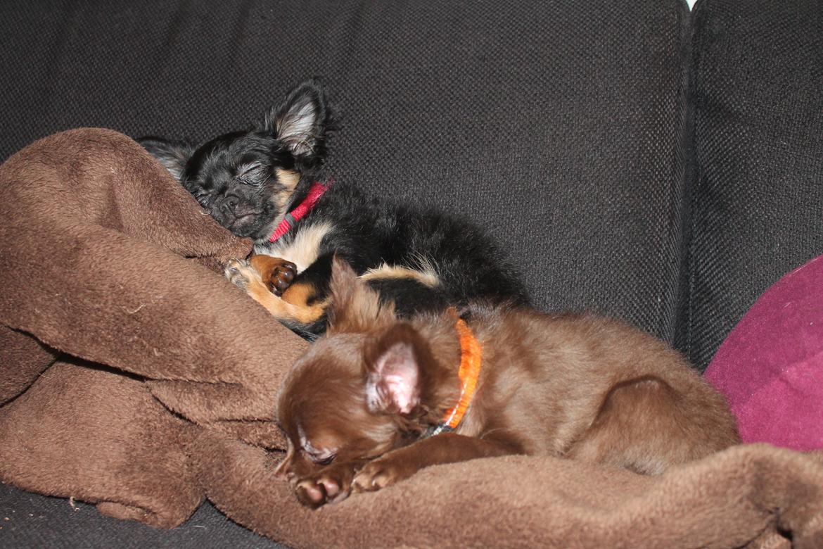 Chihuahua Paya billede 23