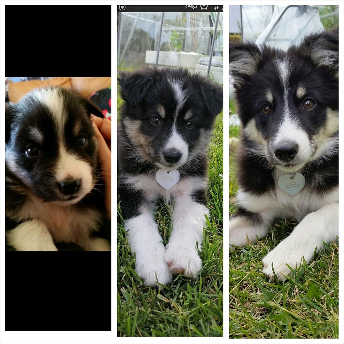 Islandsk fårehund Fibla  - Udviklingen på ca. 1 år. :) <3 billede 20