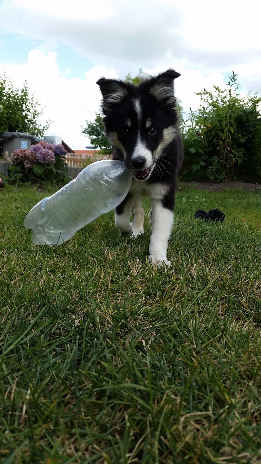 Islandsk fårehund Fibla  billede 12