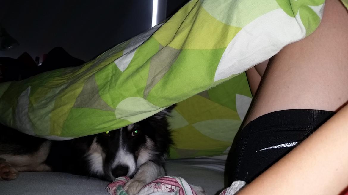 Islandsk fårehund Fibla  - Hygger i sengen :) <3 billede 21