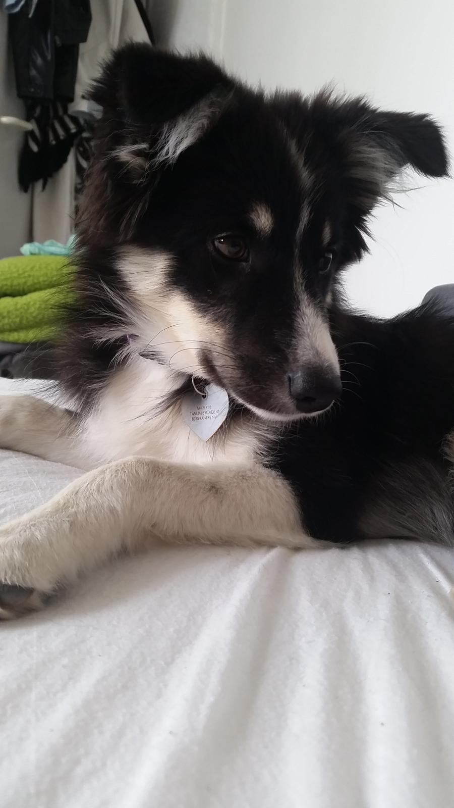 Islandsk fårehund Fibla  billede 14