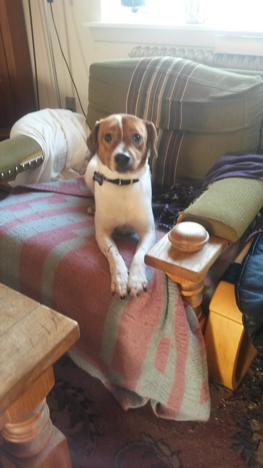 Glathåret foxterrier Jack - 24-01-2015 billede 12