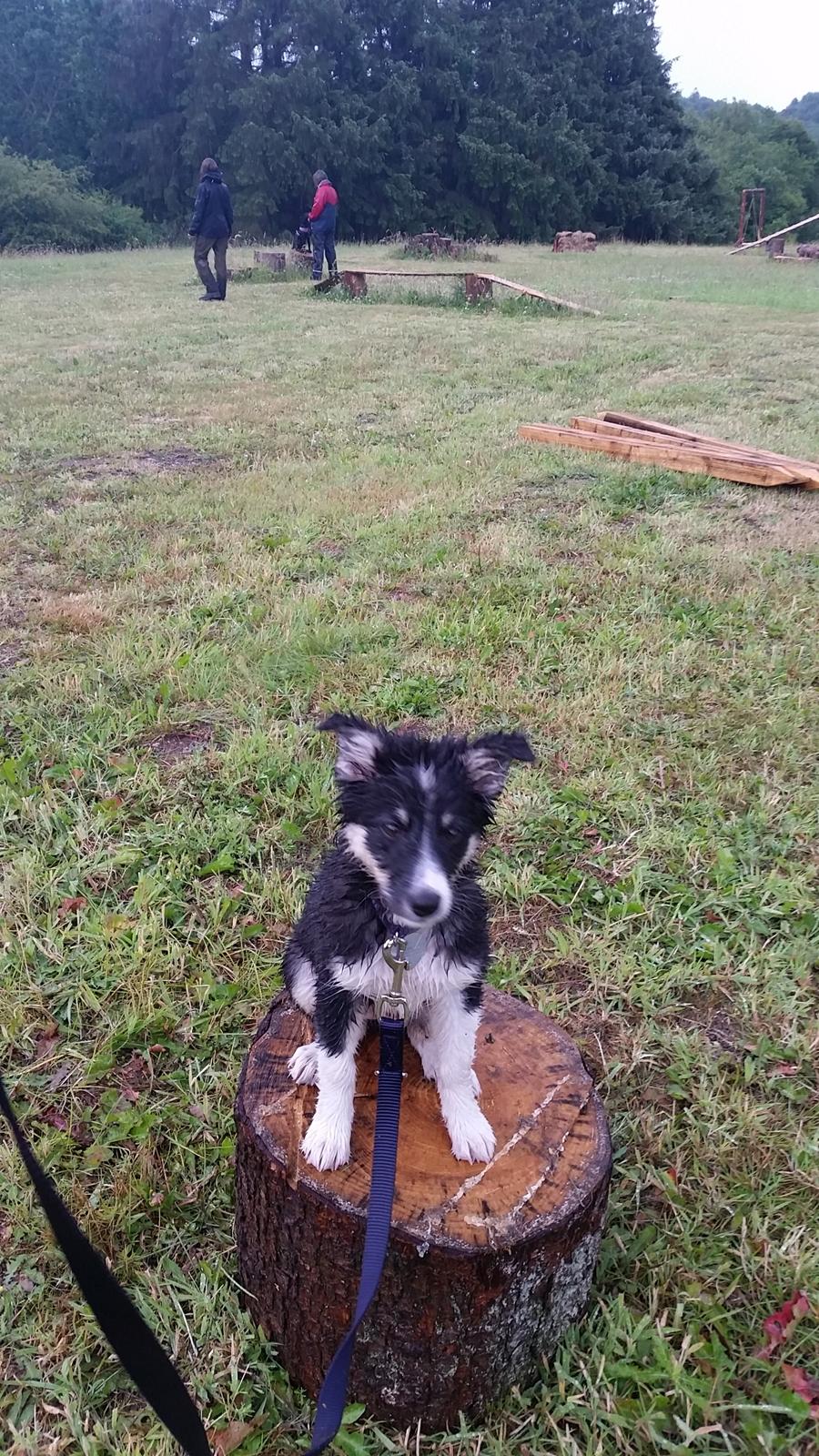 Islandsk fårehund Fibla  - Til hvalpetræning <3  billede 8