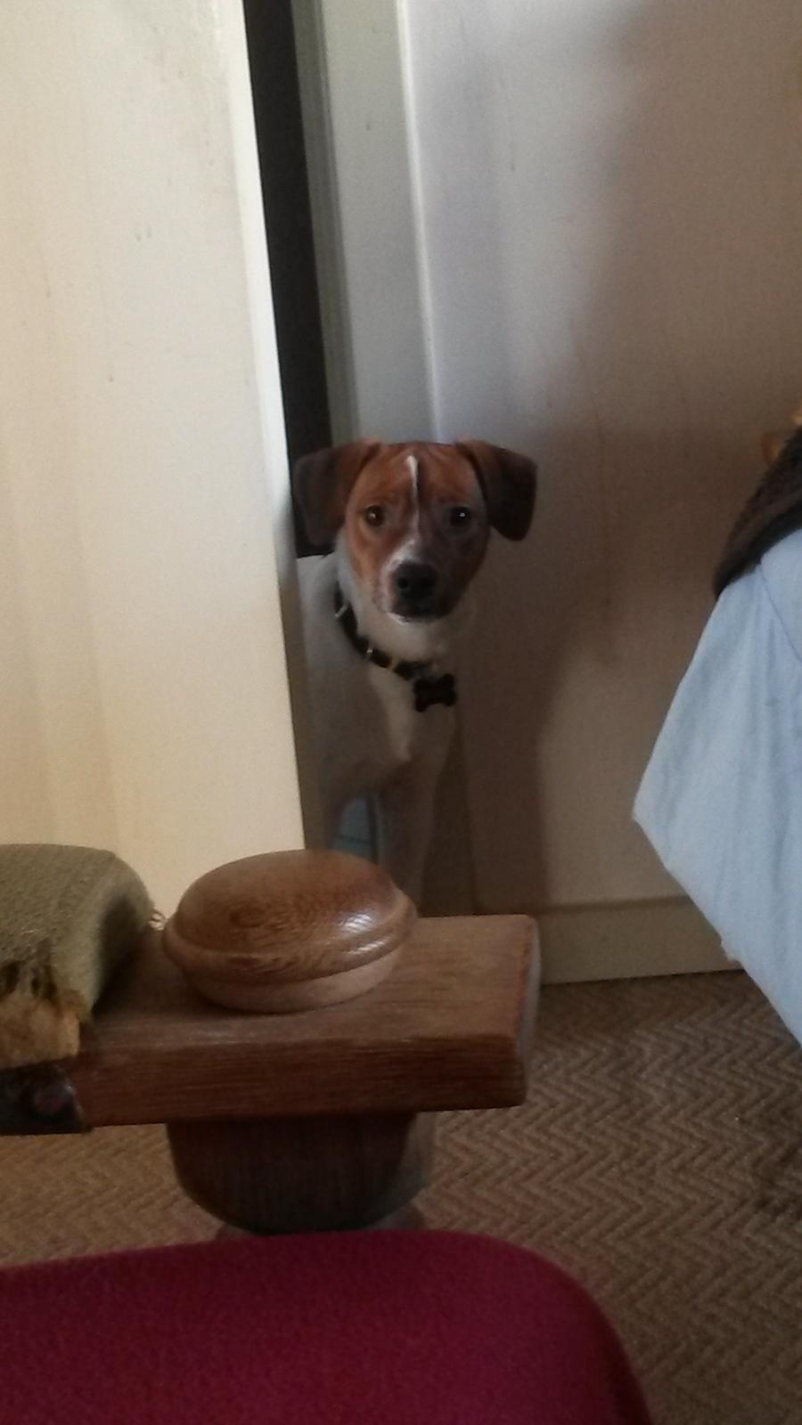 Glathåret foxterrier Jack - 24-01-15 billede 13