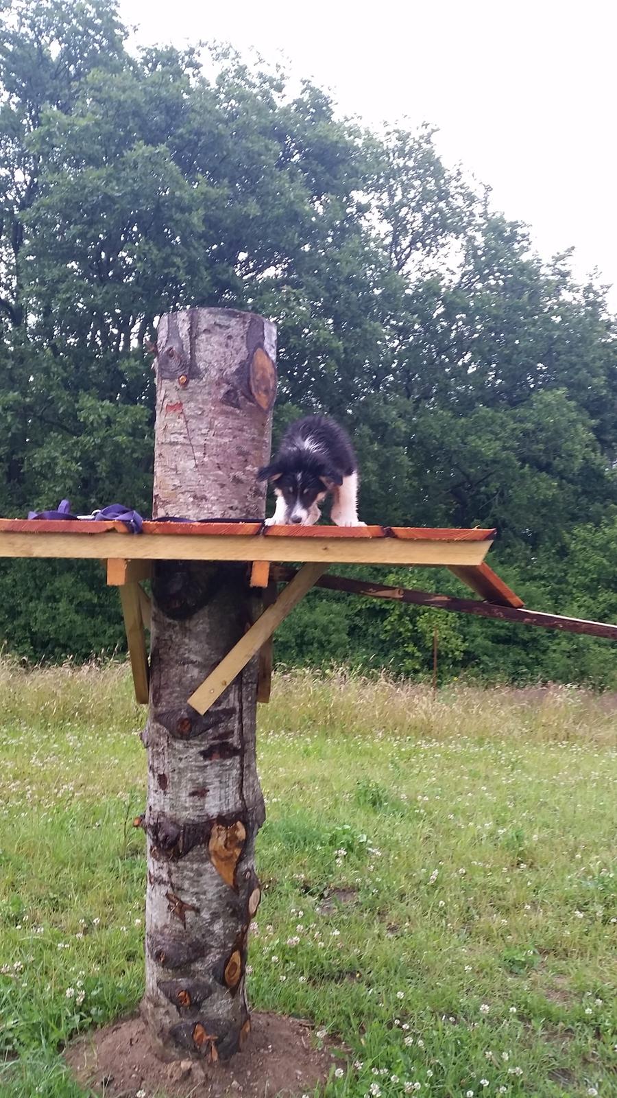 Islandsk fårehund Fibla  - Hvalpetræning <3 billede 9