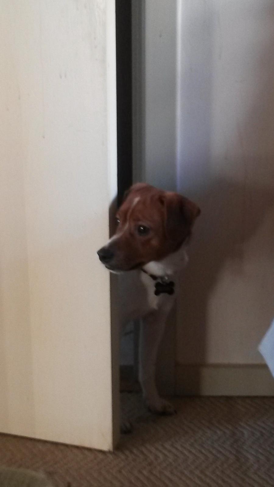 Glathåret foxterrier Jack - 24-01-15 billede 14