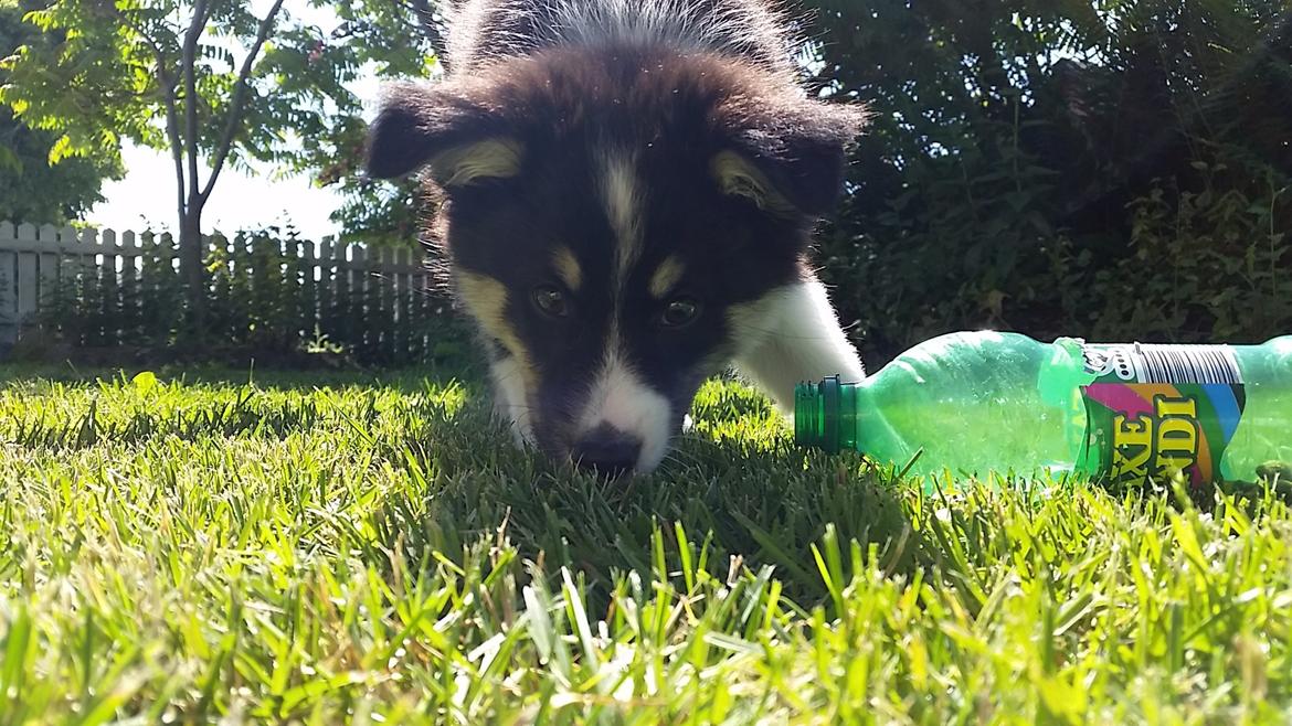 Islandsk fårehund Fibla  - "Kom og leg med mig, i stedet for at tage billeder!!" :D <3 billede 11