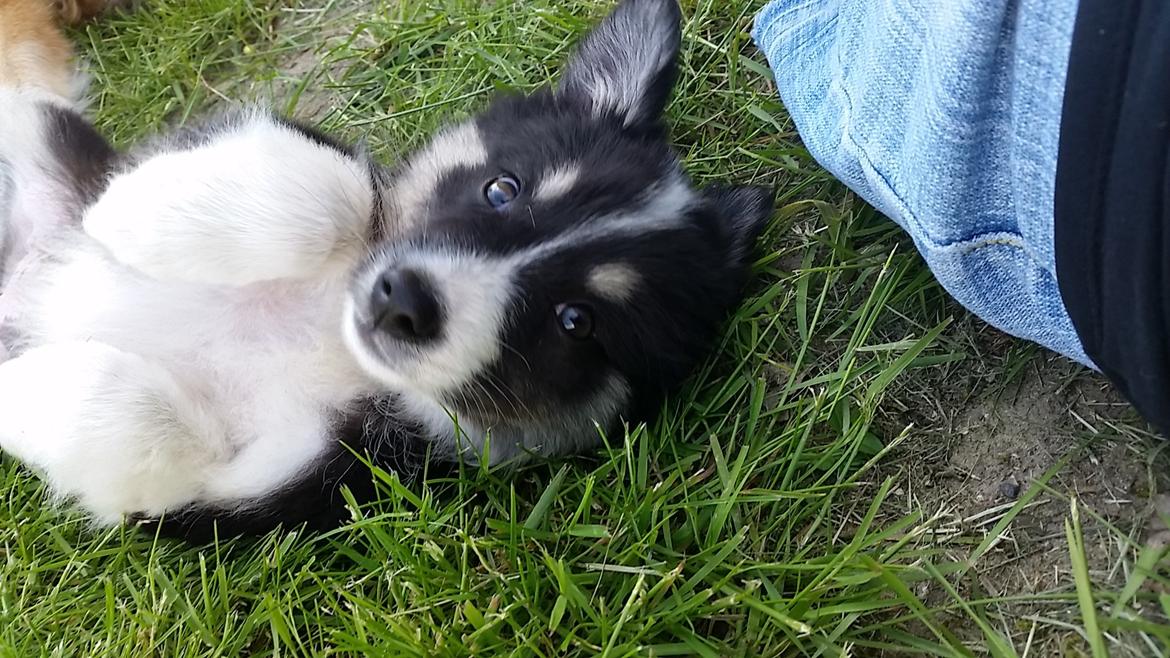 Islandsk fårehund Fibla  billede 5