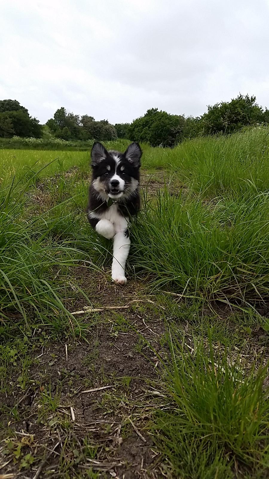 Islandsk fårehund Fibla  - "Jeg kommer nu, jeg løber alt hvad jeg kan" :D <3  billede 6