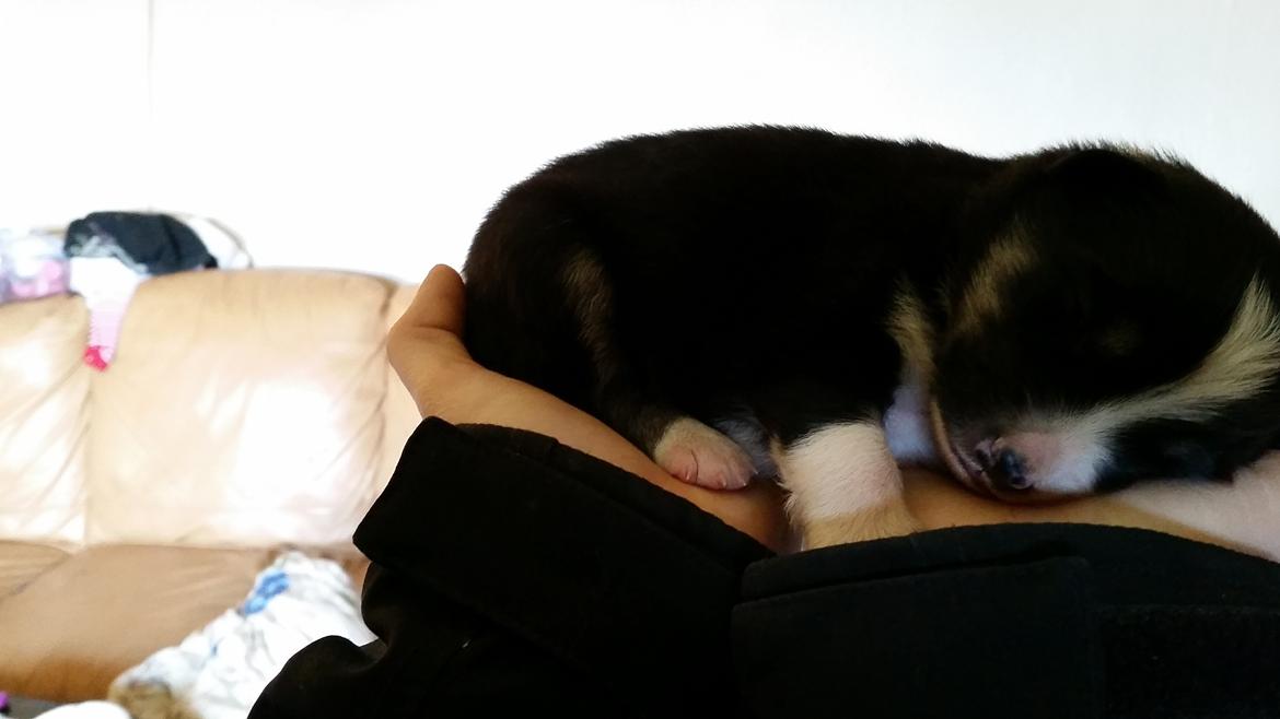 Islandsk fårehund Fibla  - 2 uger gammel :O <3  billede 2