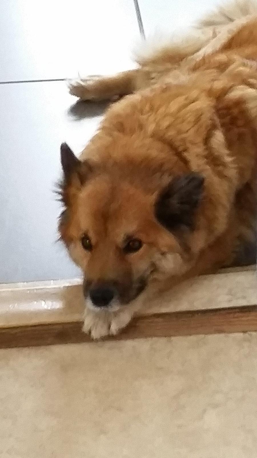 Islandsk fårehund Vaka <3  billede 11