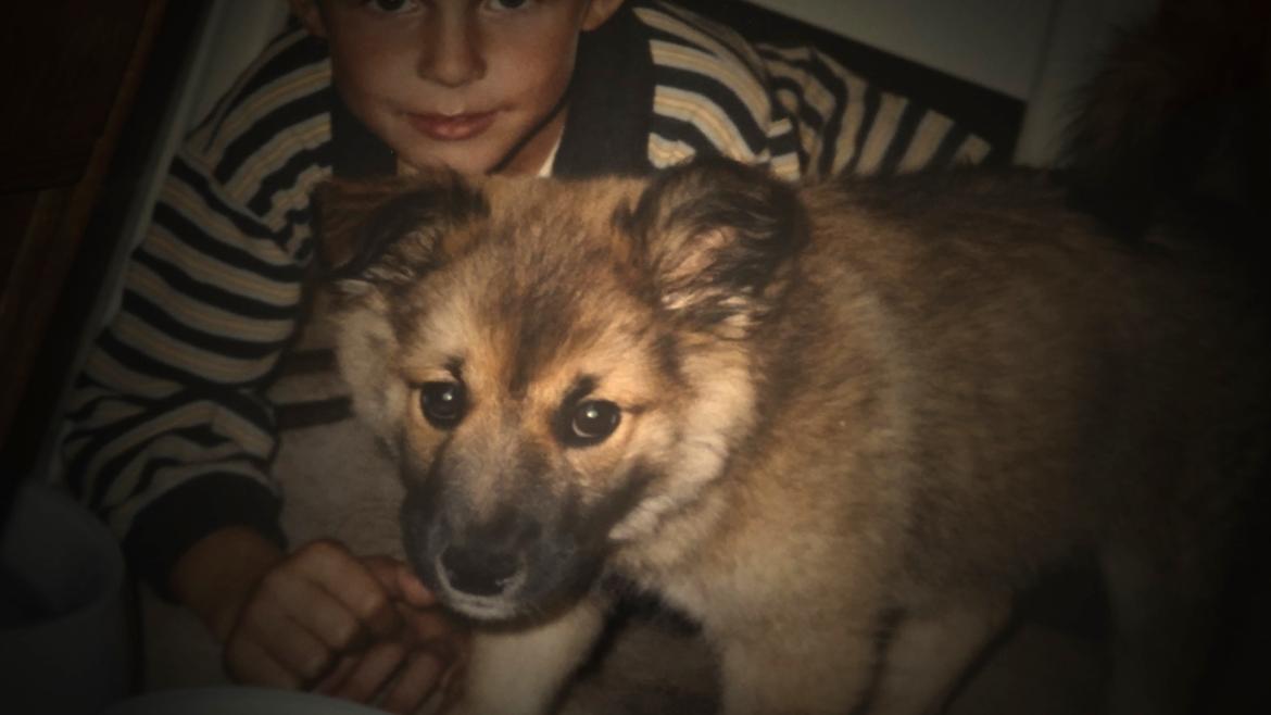 Islandsk fårehund Vaka <3  billede 4