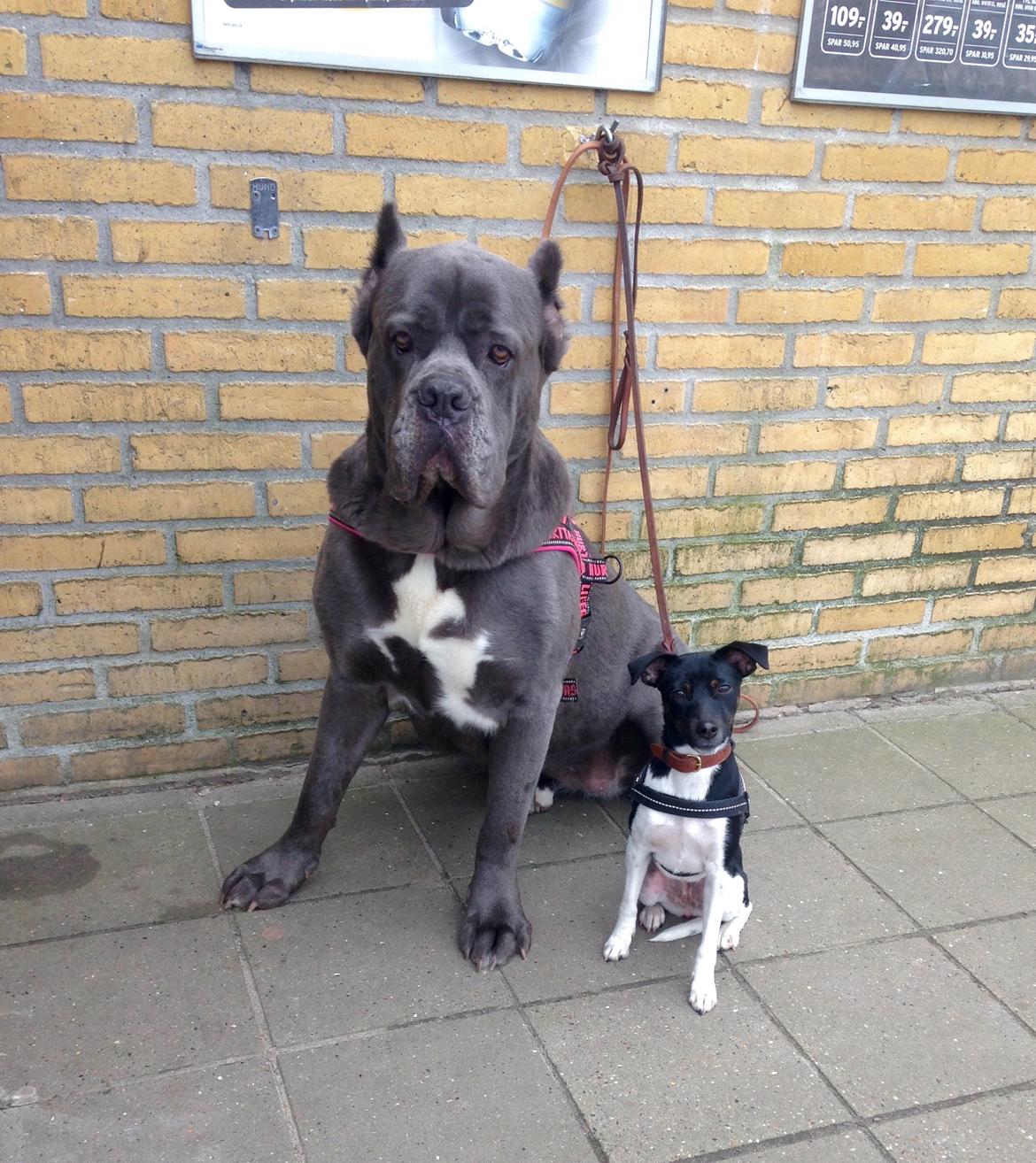 Blanding af racer La Chica - Sidder så pænt foran Brugsen sammen med Coco  billede 34