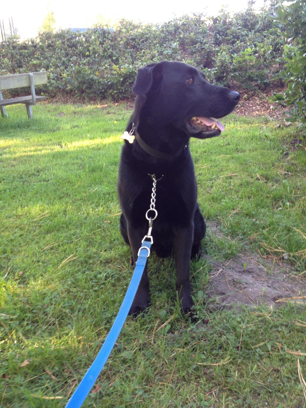 Blanding af racer Boss billede 12