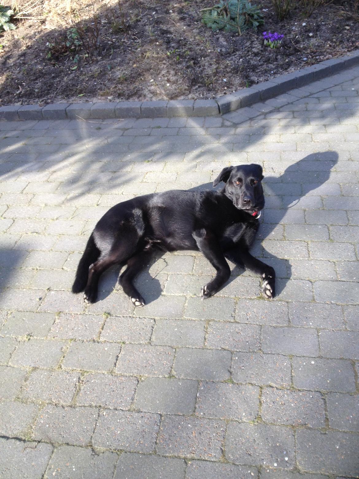 Blanding af racer Boss billede 14