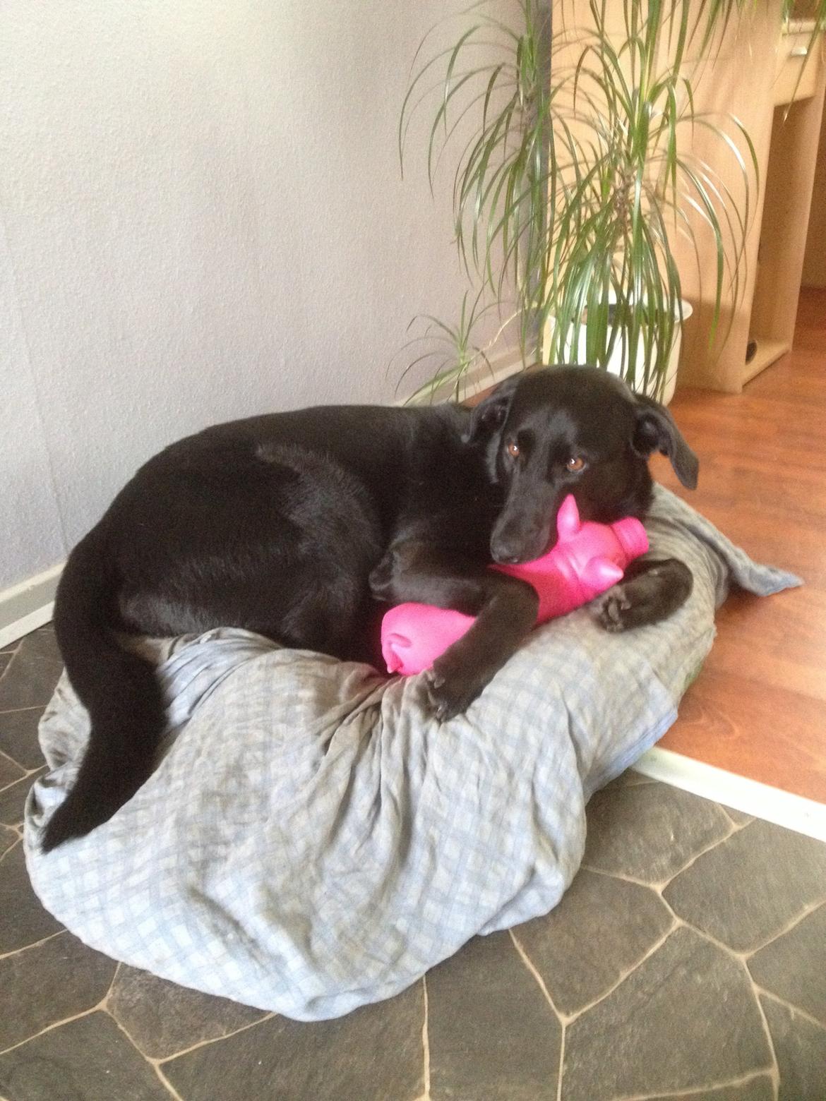 Blanding af racer Boss billede 18