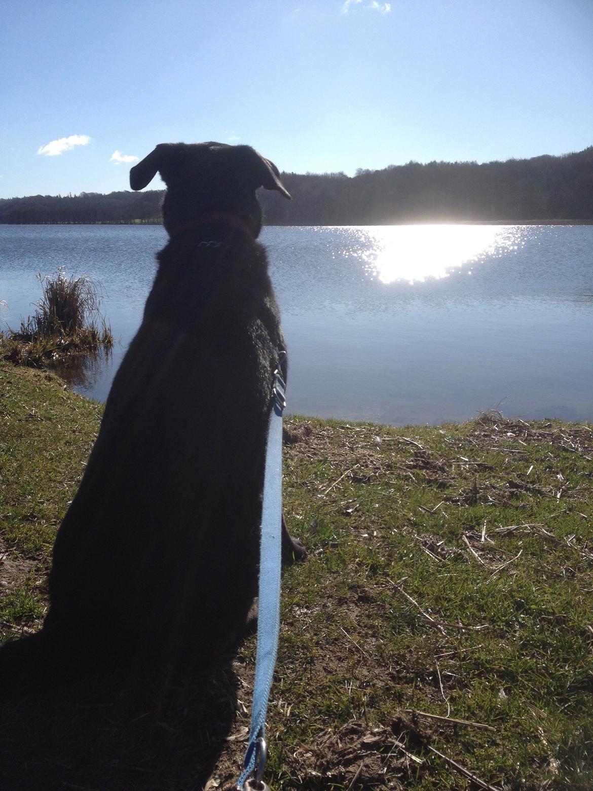 Blanding af racer Boss billede 19