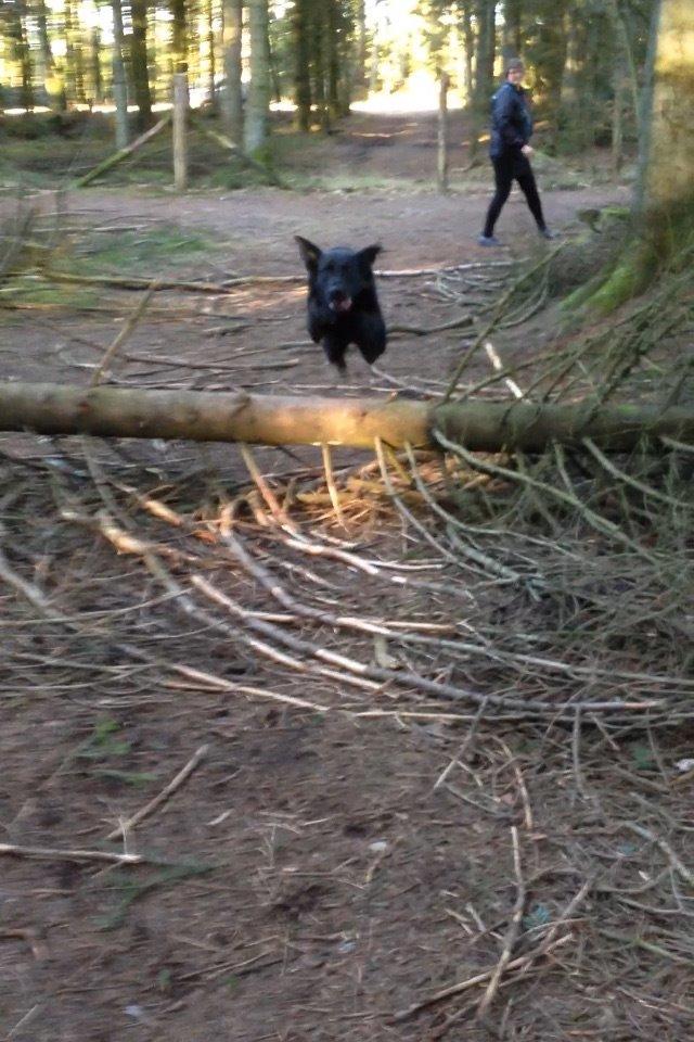 Blanding af racer Boss billede 15