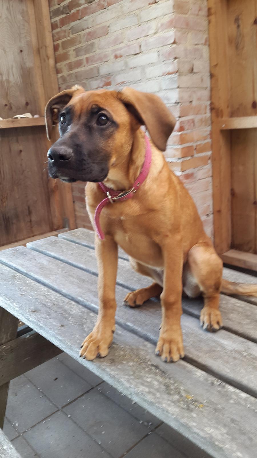 Blanding af racer Kela billede 8