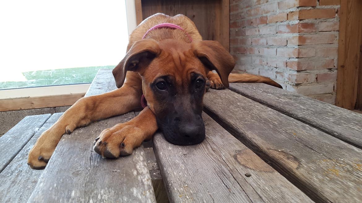 Blanding af racer Kela billede 9