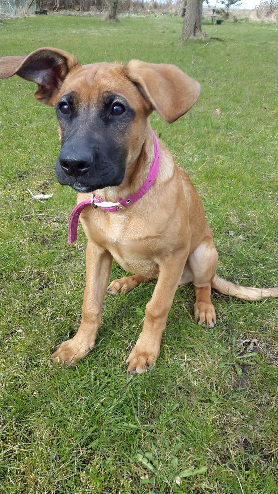 Blanding af racer Kela billede 16