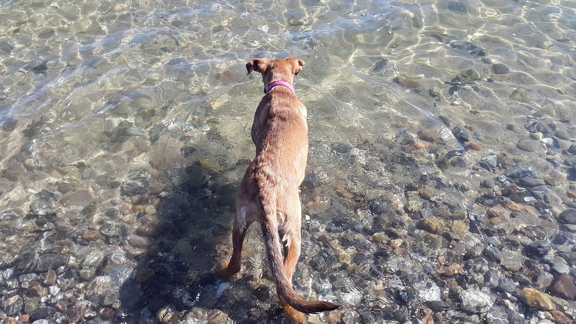 Blanding af racer Kela billede 13