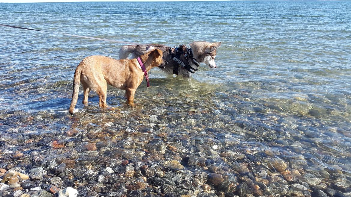 Blanding af racer Kela billede 11