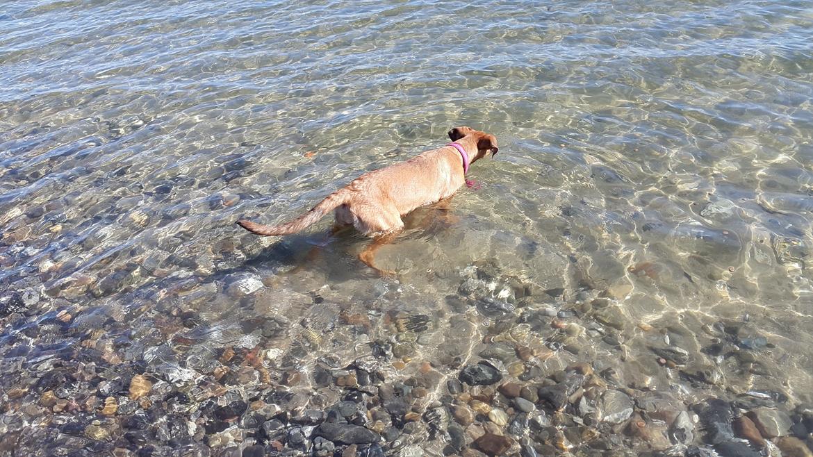 Blanding af racer Kela billede 12